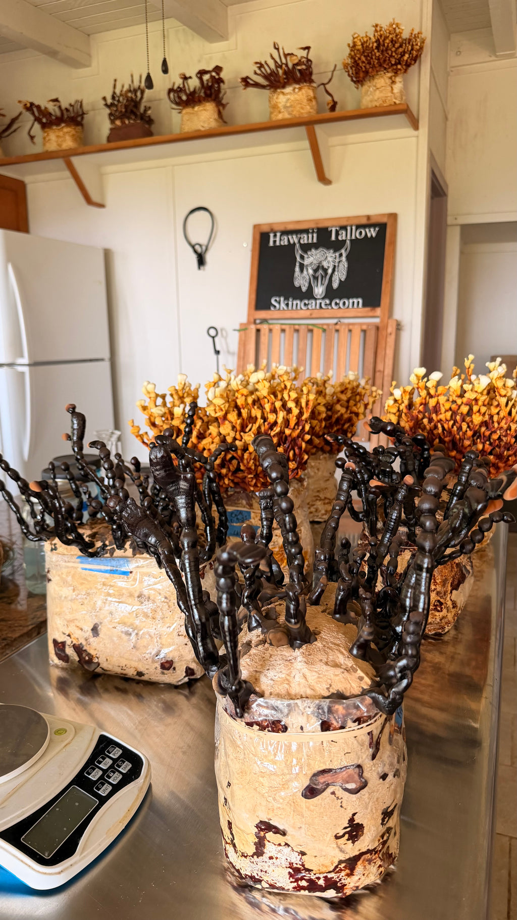Ritual Tallow Farmacy Bars