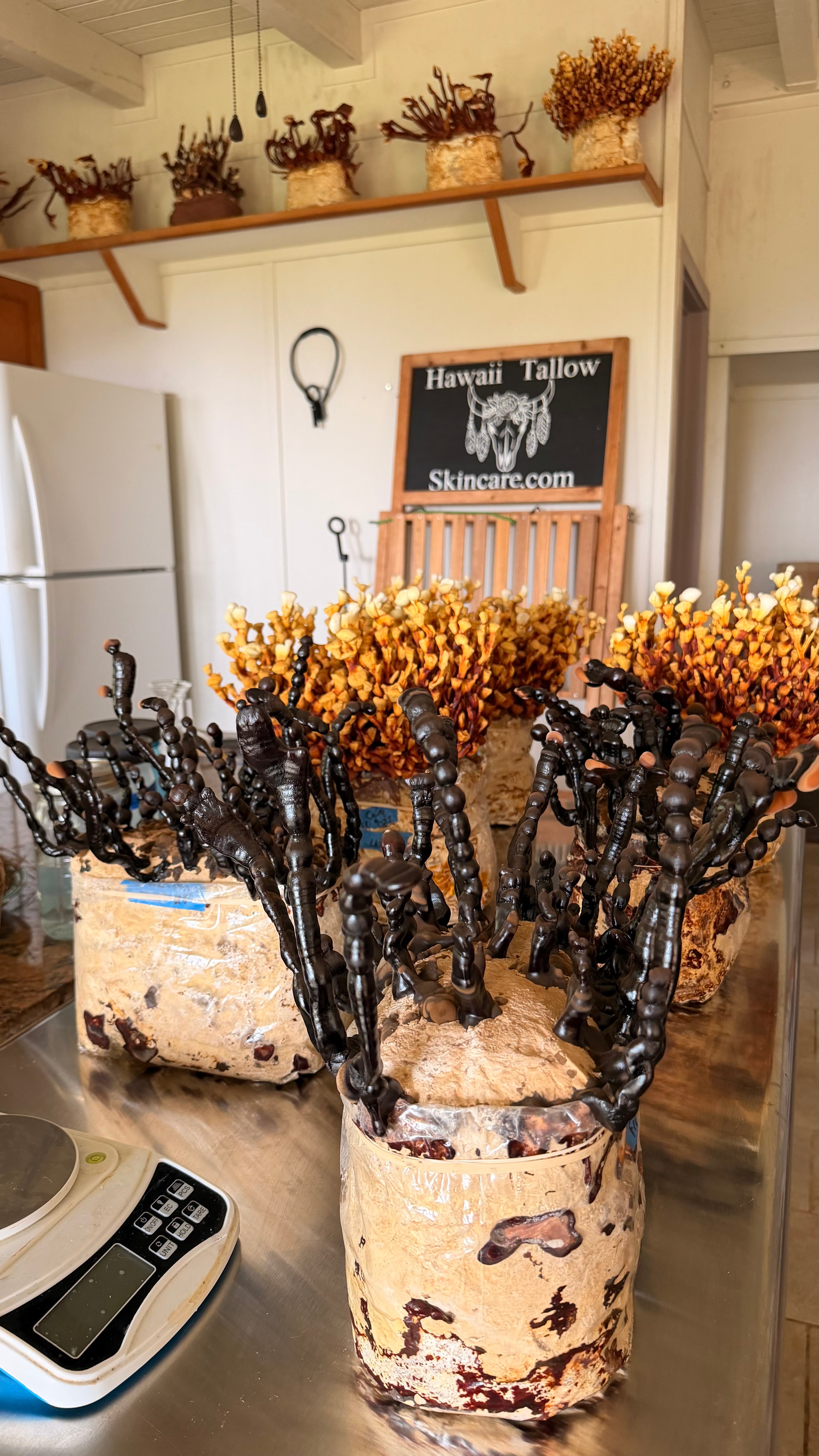 Ritual Tallow Farmacy Bars