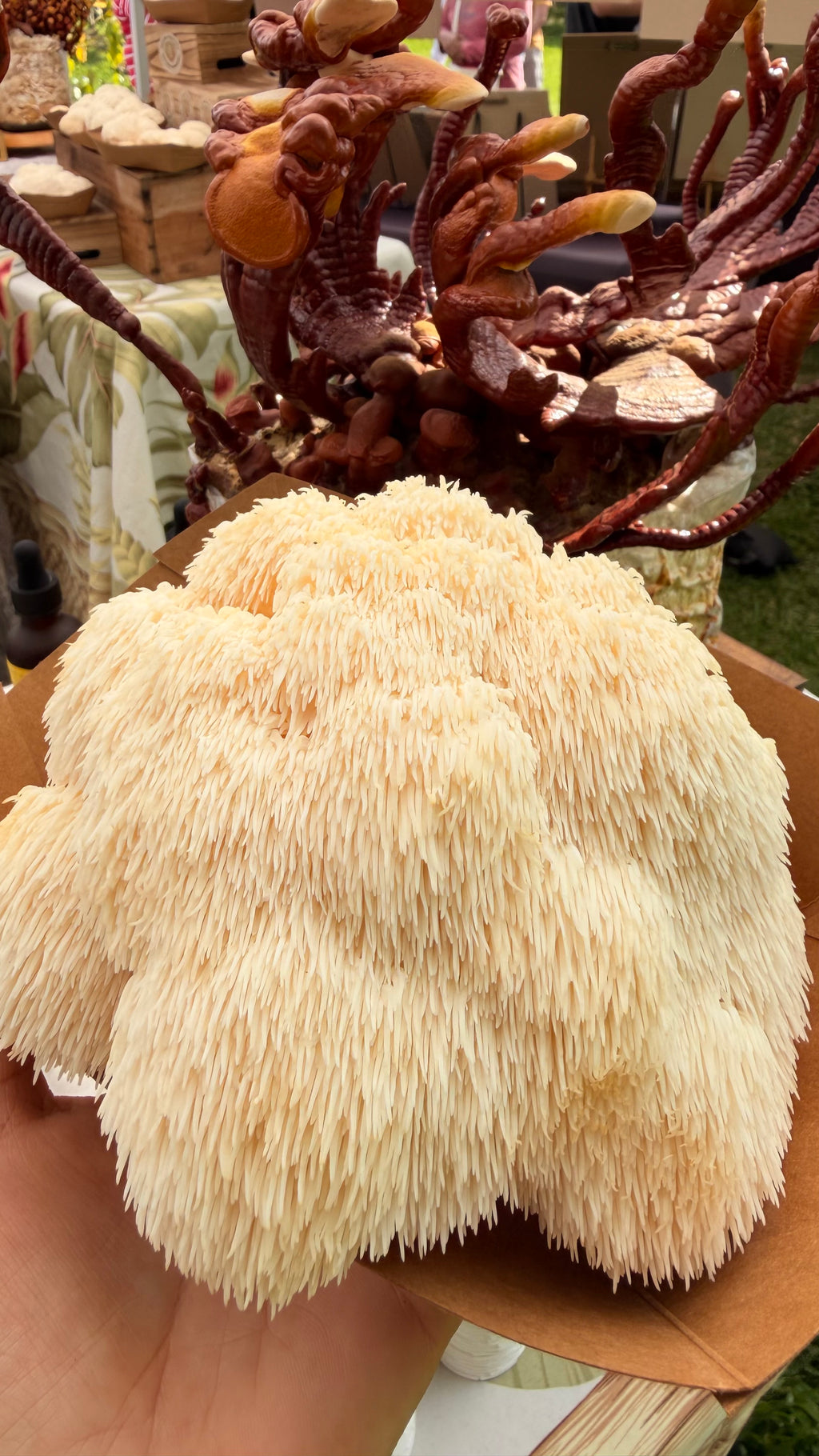 Lion’s Mane Mushroom Extract