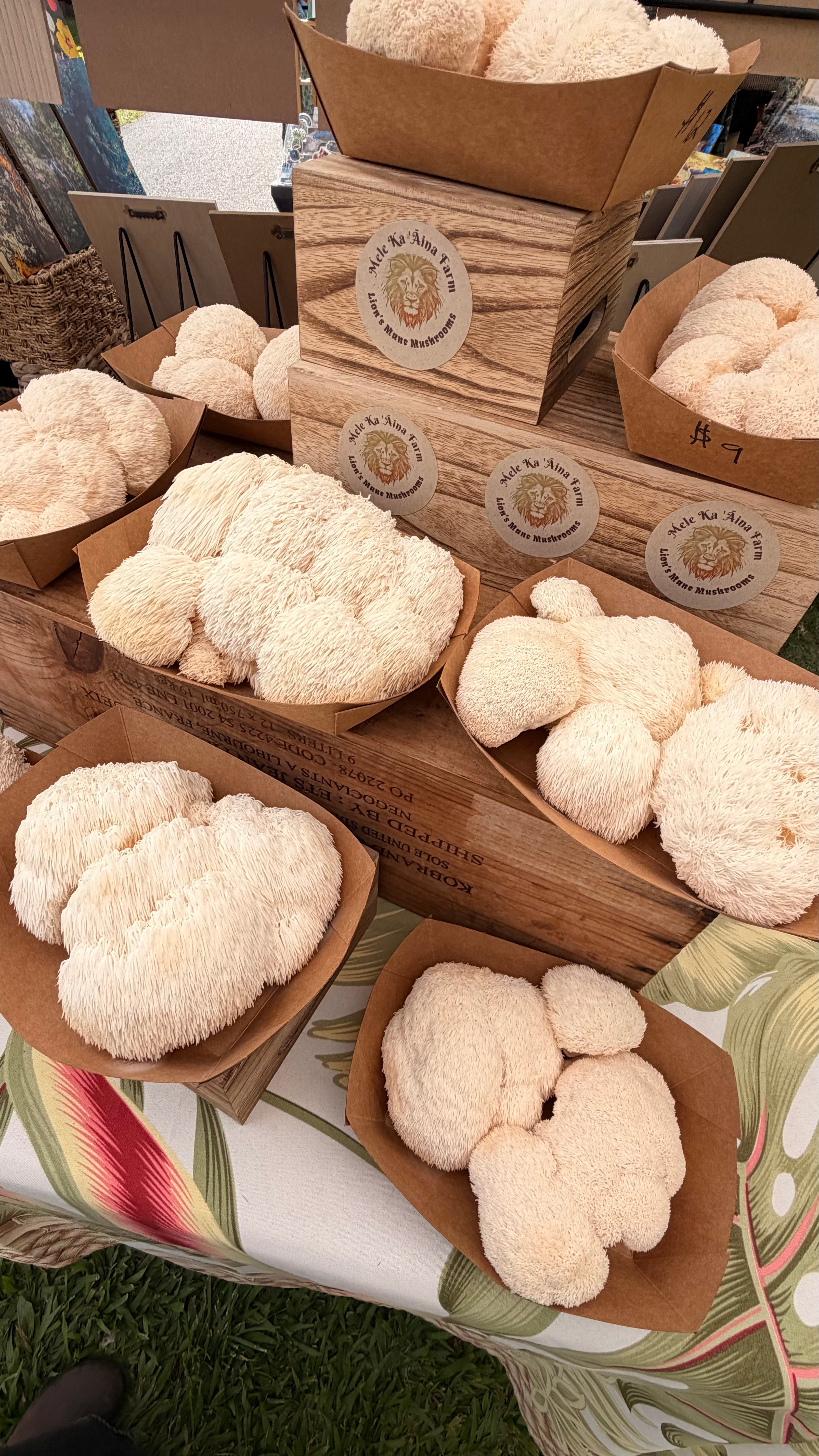 Lion’s Mane Mushroom Extract