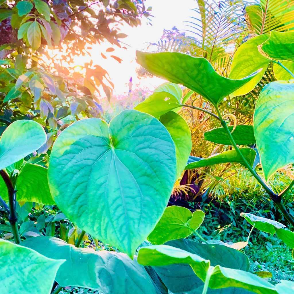 Hawai'ian Kava Root Botanical Extract