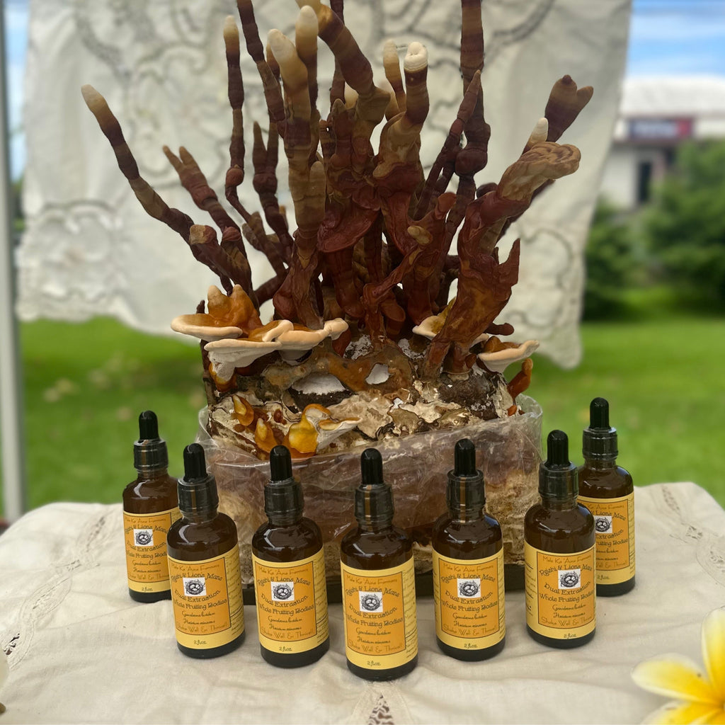 Reishi & Lion’s Mane Dual Extract Mushroom Tincture