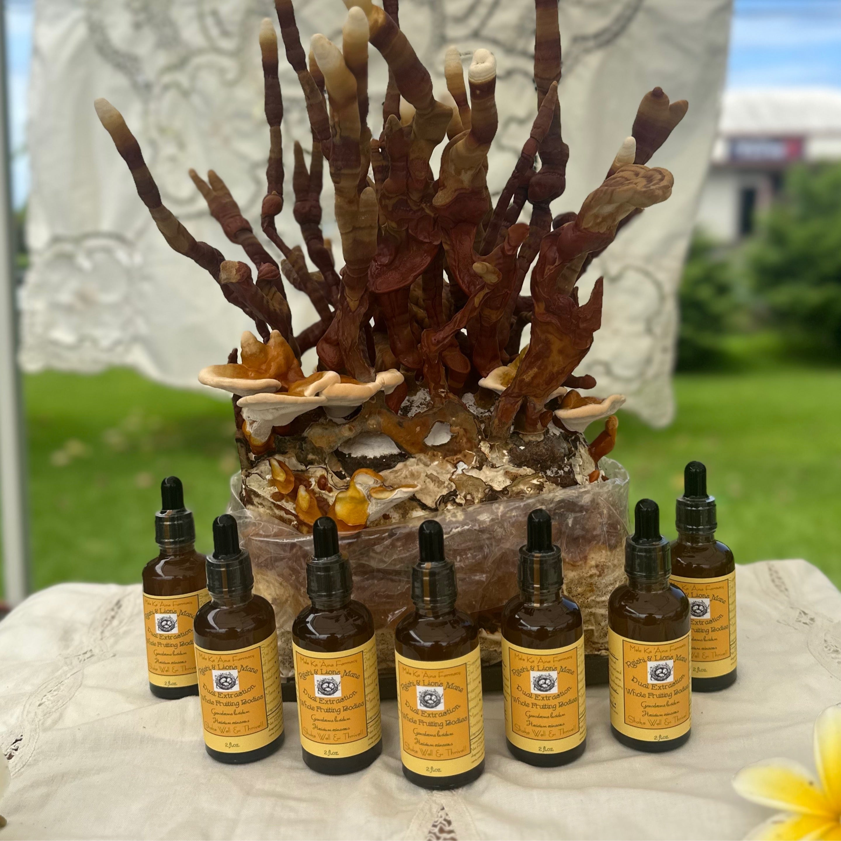 Reishi & Lion’s Mane Dual Extraction Tincture